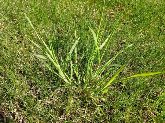 not poa annua 2