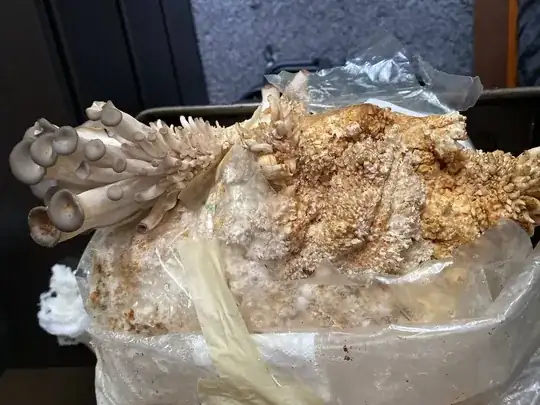Mushroom bag 3