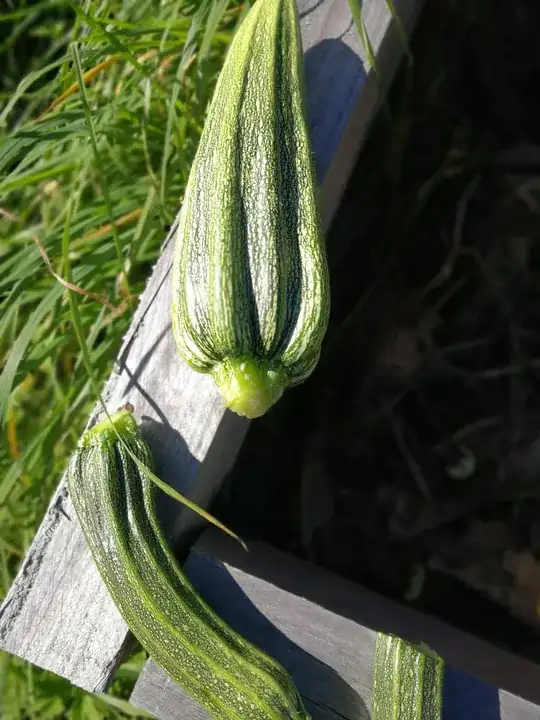 zucchinis