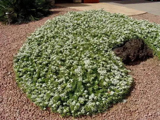 Myoporum parvifolium