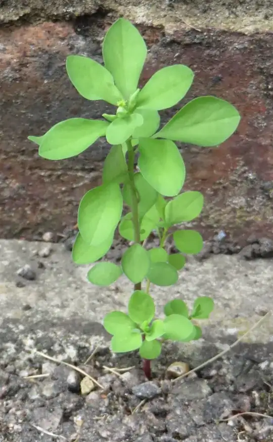Weed