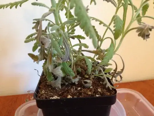 wizened leaves curl back in on themselves
