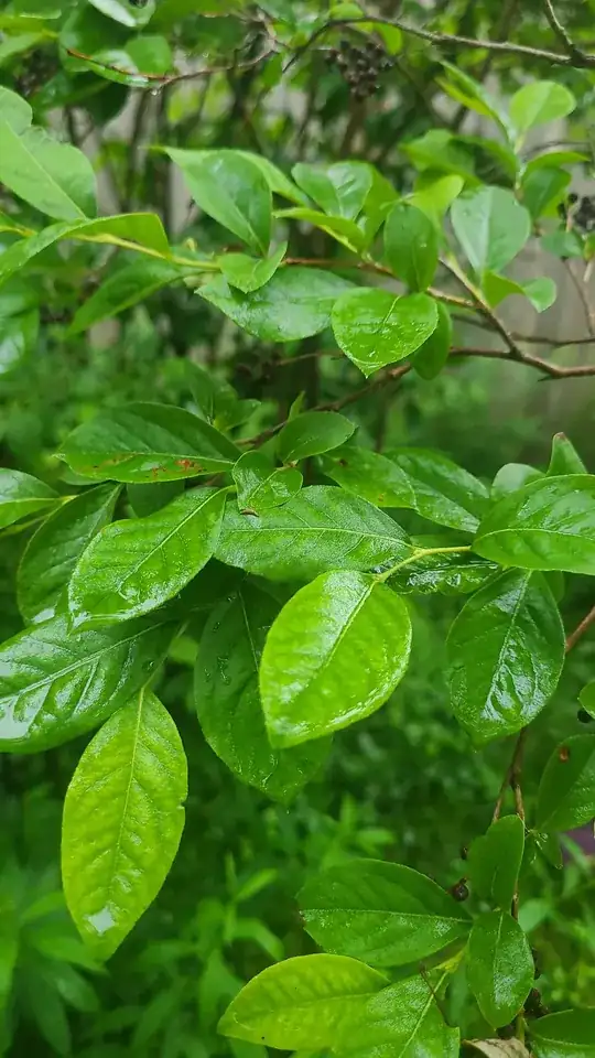 leaves