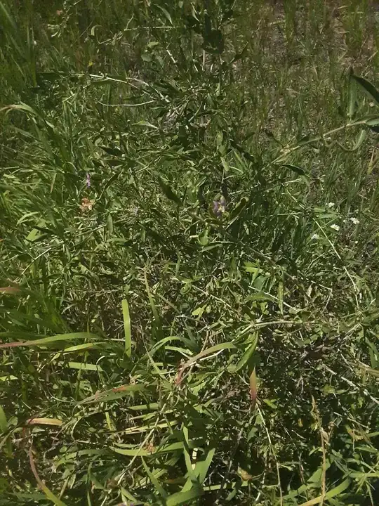 Prickle Bushes in bloom.