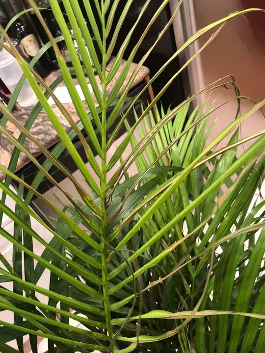 Shrinking Leaves