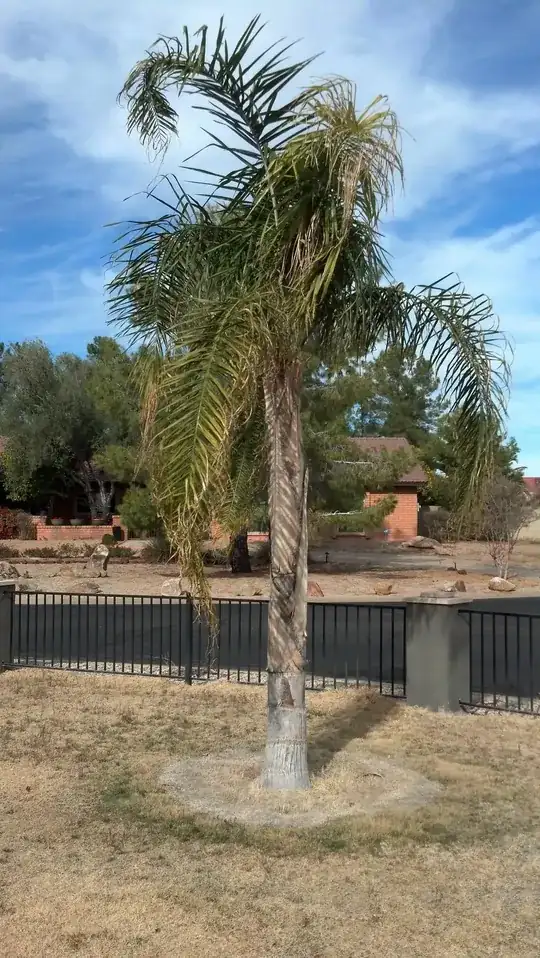 Queen Palm 1