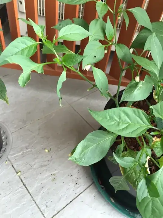 Eaten leaves