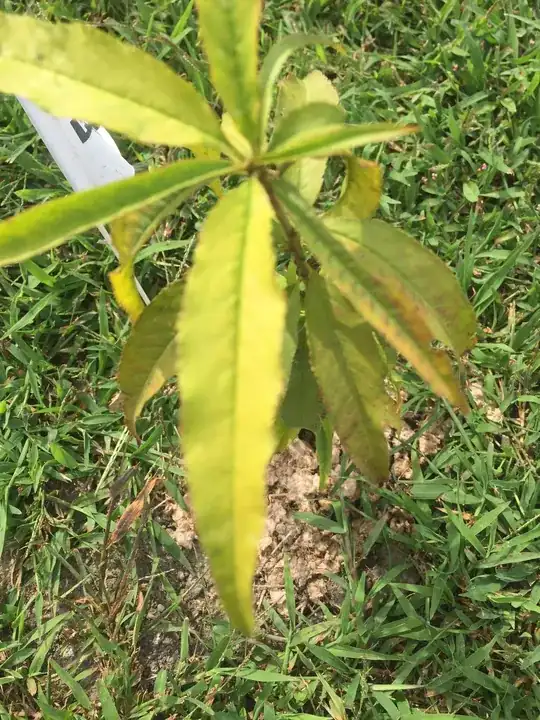 Over-exposed picture of yellowing