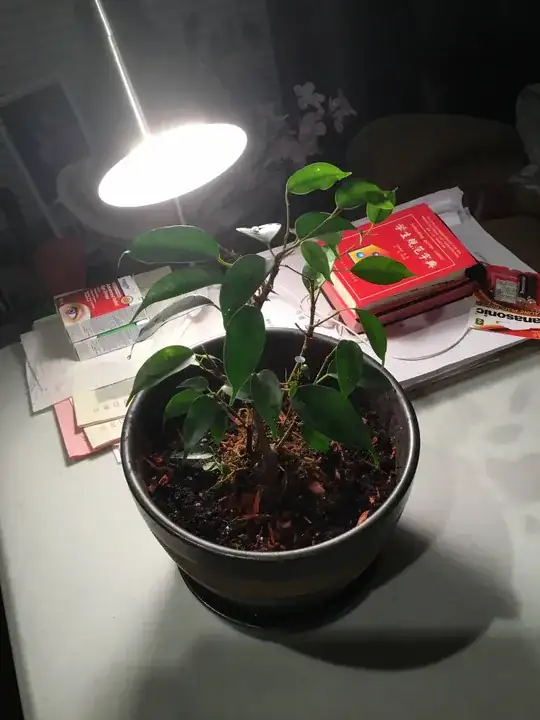 the mini bonsai