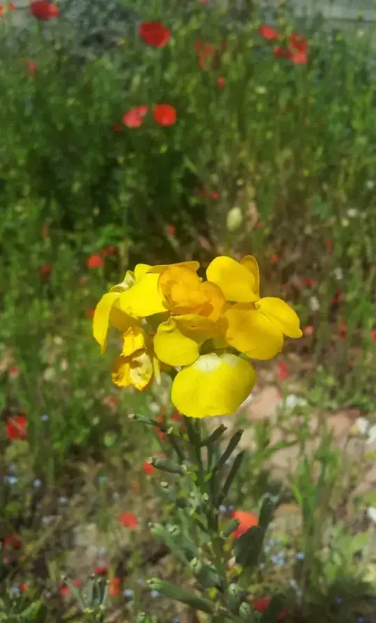 yellow flower