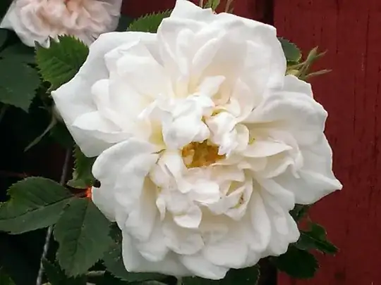 rose flowers