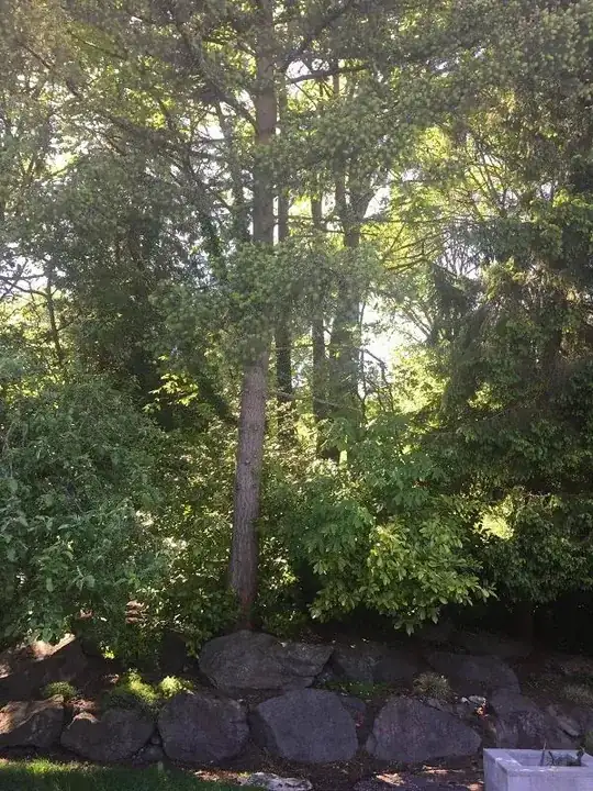 douglas fir