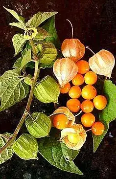 Cape Gooseberry fruit