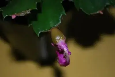 Schlumbergera fruit