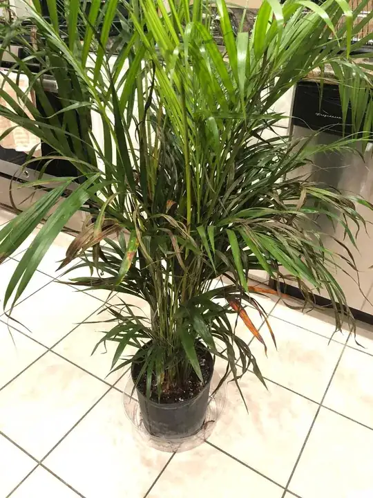 Full Palm