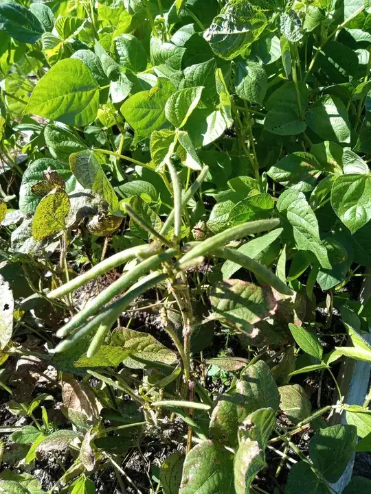 bean plants