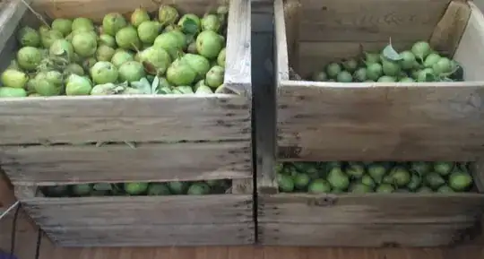 Pears picked four months after bloom.