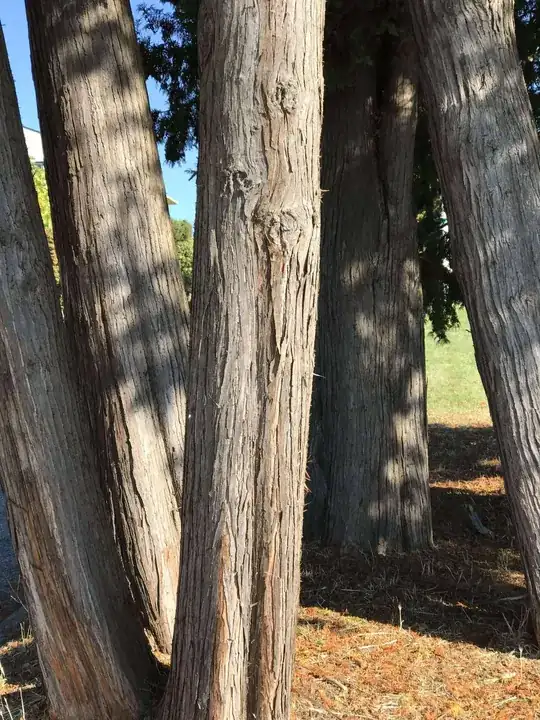 cedar bark