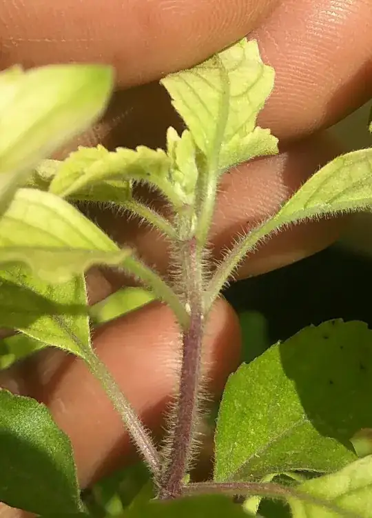 under the leaf