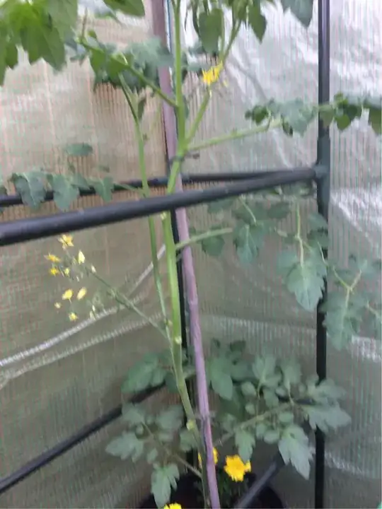 tomato