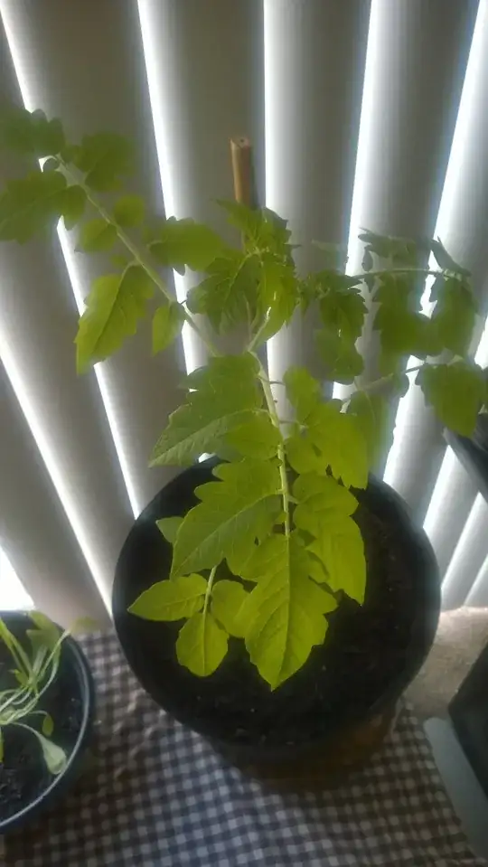Typical tomato plant leaves