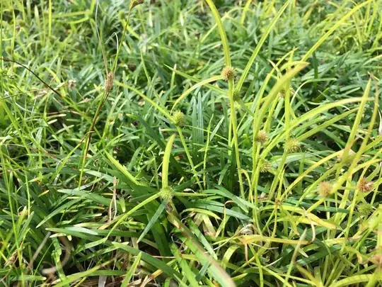 NutGrass growing amongst Dwarf Mondo Grass