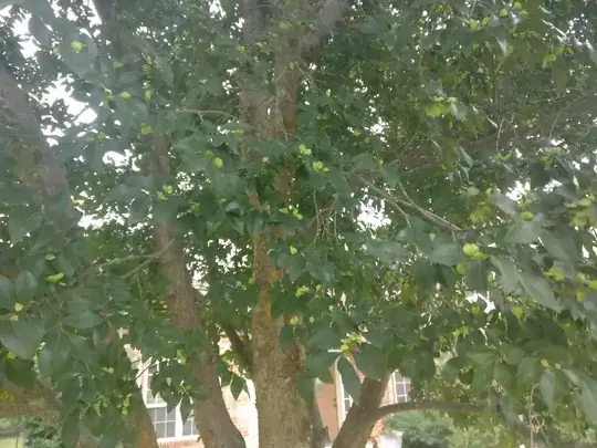 Fresh Growth