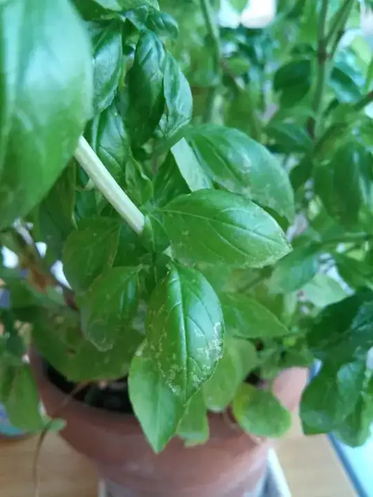 albino cucumber
