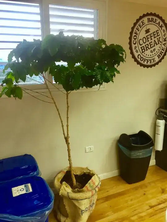 coffee plant