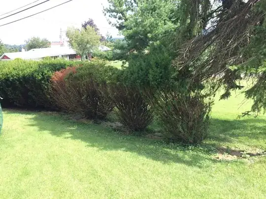 Same bushes facing north