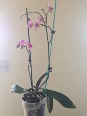 happy Pot#1