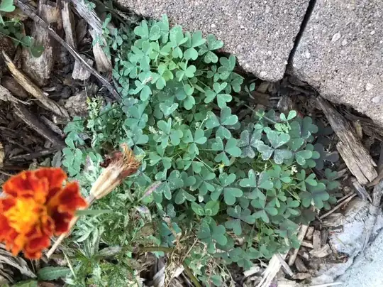 clover or oxalis