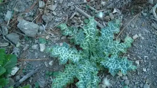 Silybum_marianum