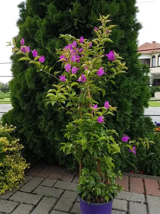 bougainvillea 1