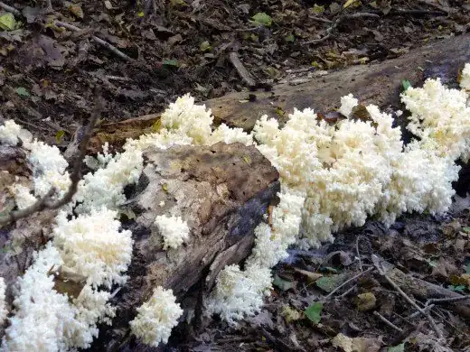 a similar looking fungus