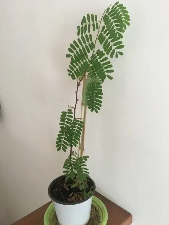 Plant in pot