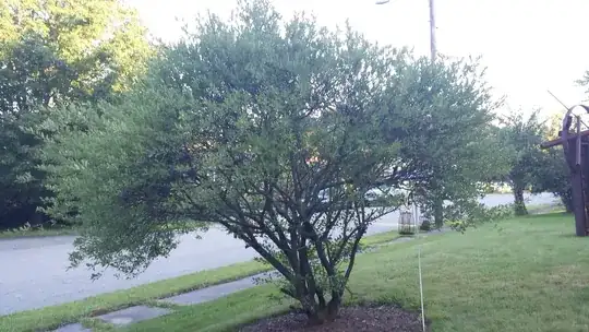 plum tree
