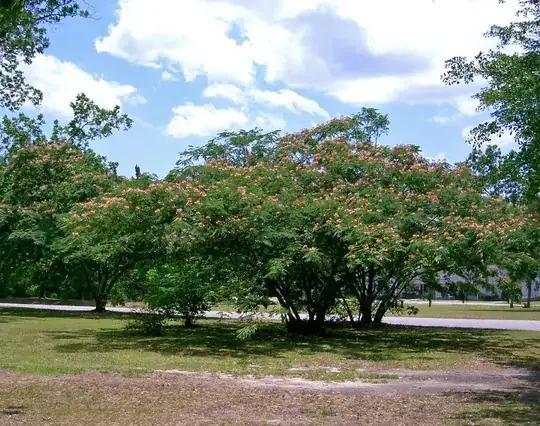  Albizia Julbrissin By George (Own work) [Public domain], via Wikimedia Commons