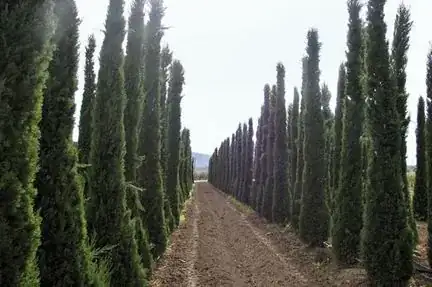 thuja