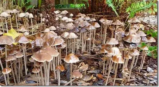 mushrooms sprouting from ramial wood chips