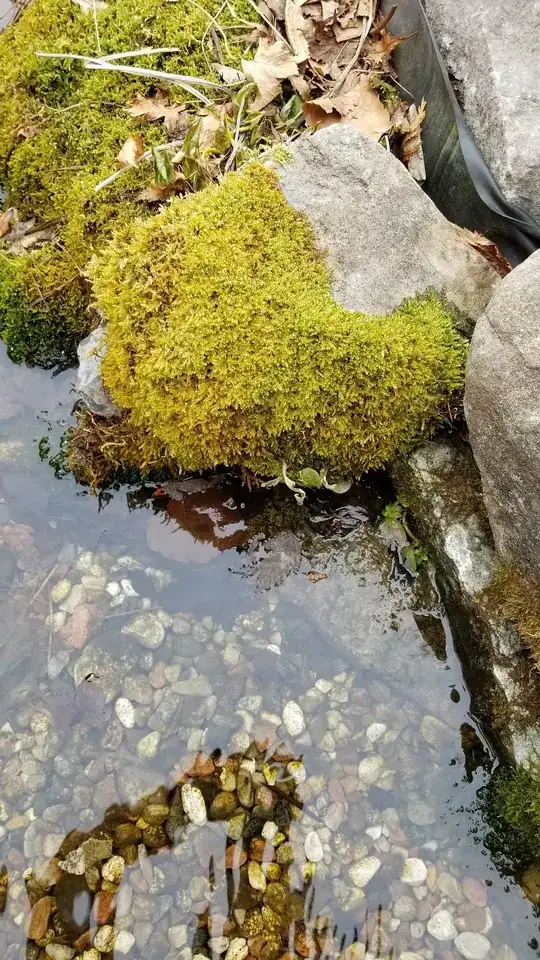 moss on a rock