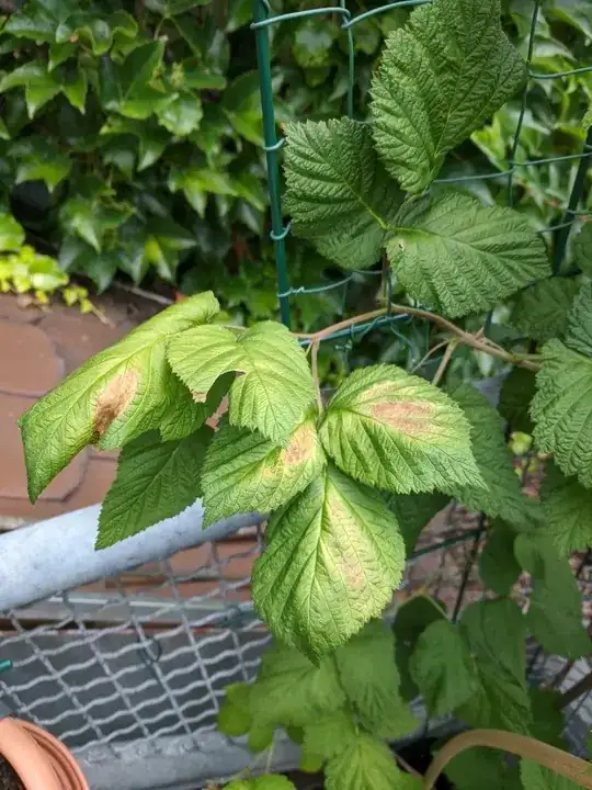 Leaves turning yellow and brown in centre