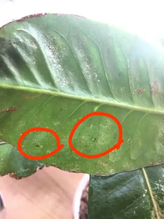 insects