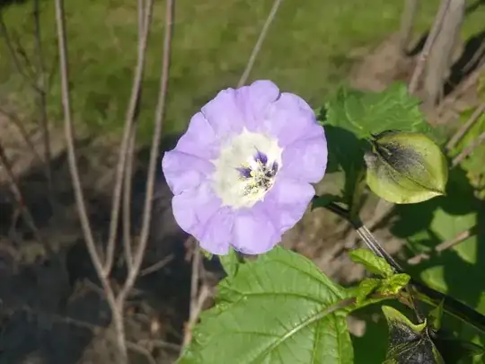 Purple flower with white centre