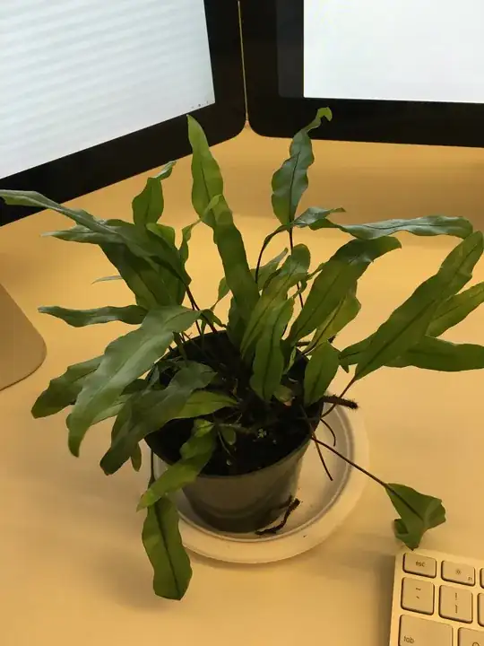 Plant