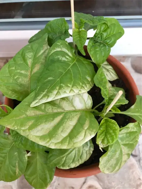 Leaf