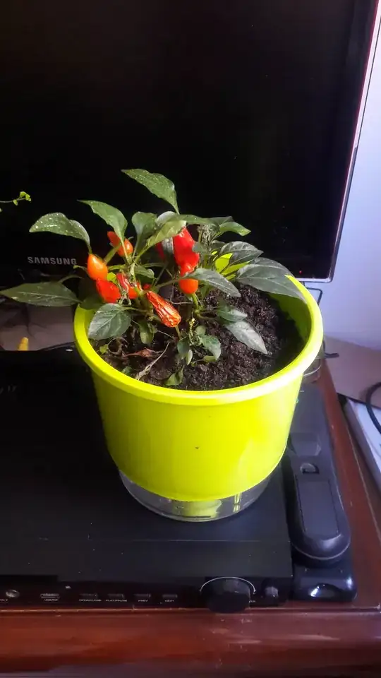 crinkled pepper leaves