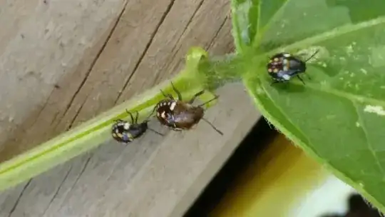 Bugs on stem