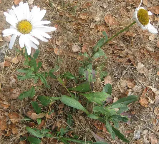 wild daisy
