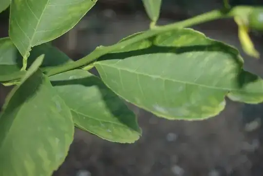 cucumber plant yellowing